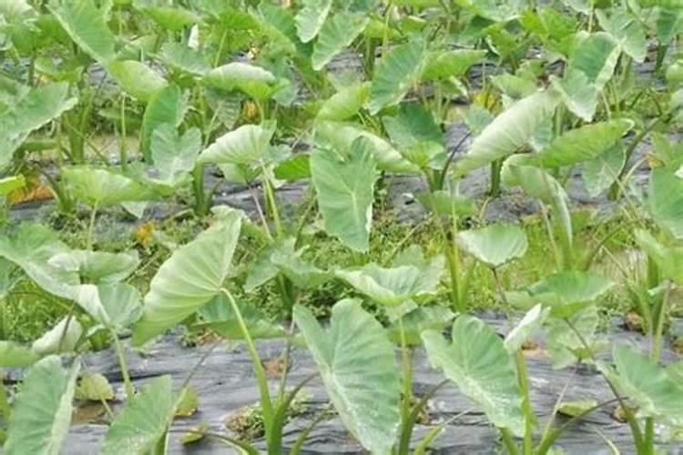 香芋香芋的养殖方法/香芋的养护知识