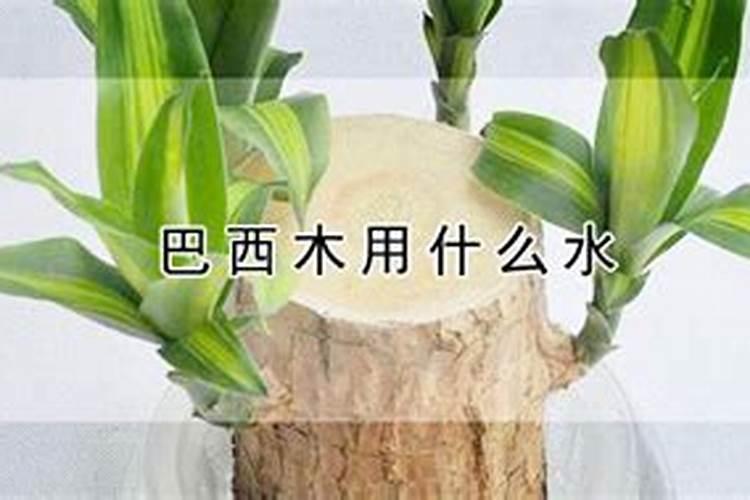 巴西木喜欢什么肥料