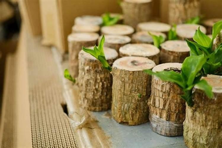 巴西木叶子尖发黄干枯