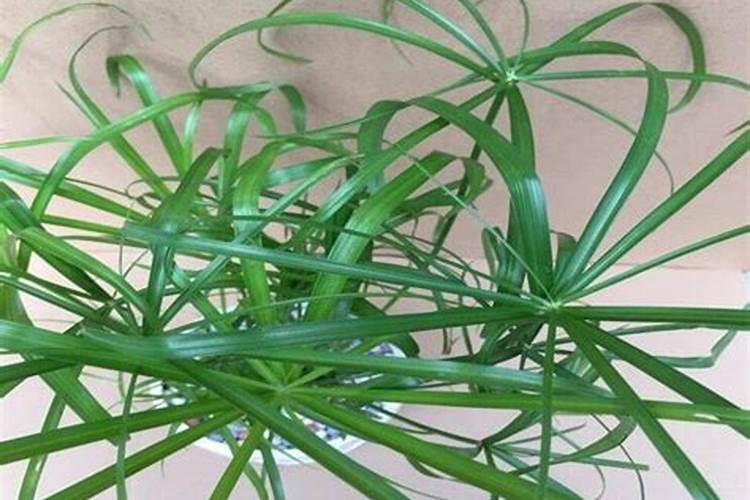 凤尾竹用什么肥料最好