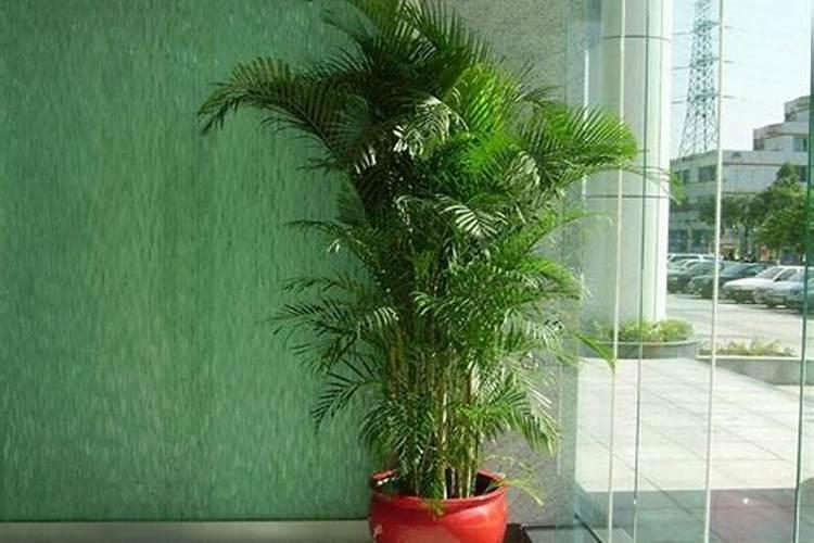 凤尾竹用什么肥料最好