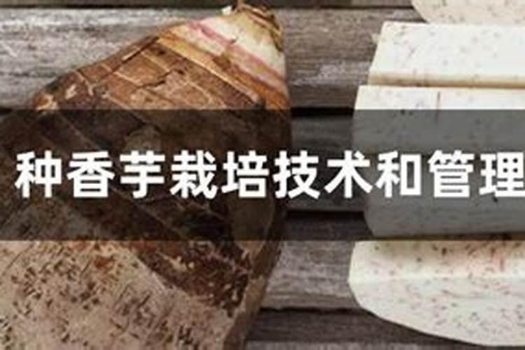 种香芋栽培技术和管理