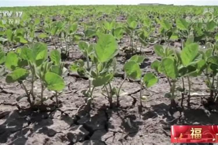 羽叶福禄桐怎么养