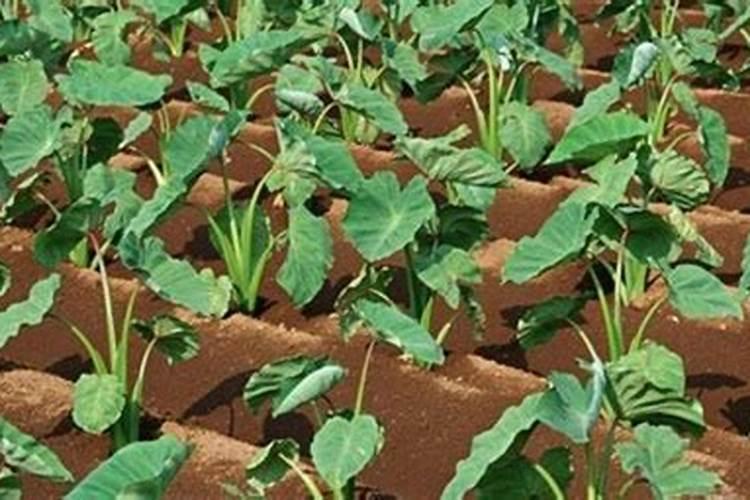 水溶肥硅含量标准