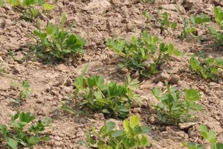 秋葵开花结果期施三个15复合肥好吗？