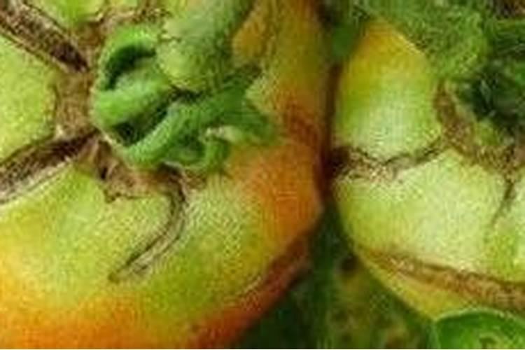 草莓要施什么肥啊