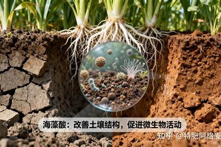 海藻肥海藻肥的作用机理