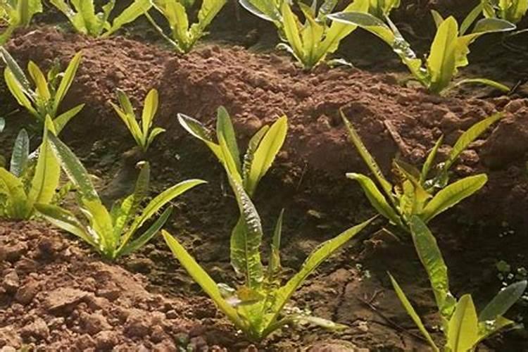 种植莴苣须知,哪些化肥有利于蔬菜长茎干呢？