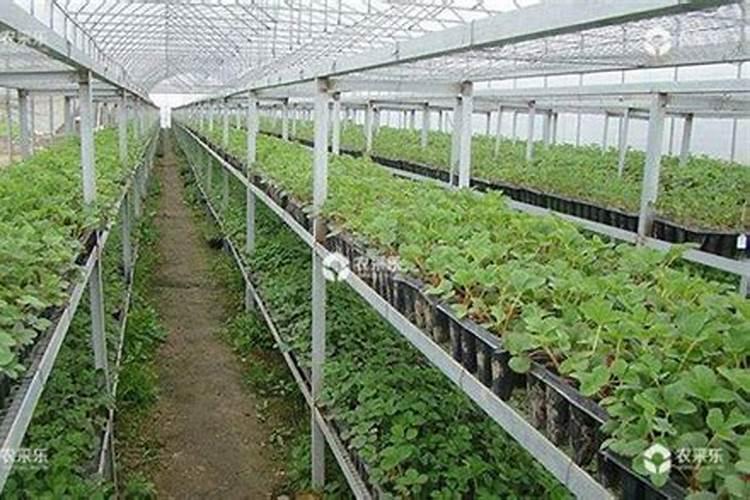 养薄荷的十大禁忌