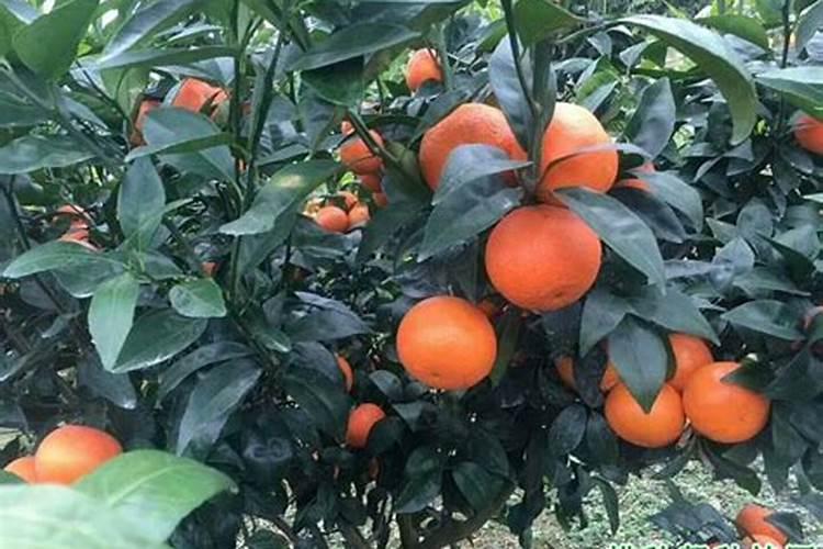 老师您好!柑橘幼树能用含氯的复合肥吗？