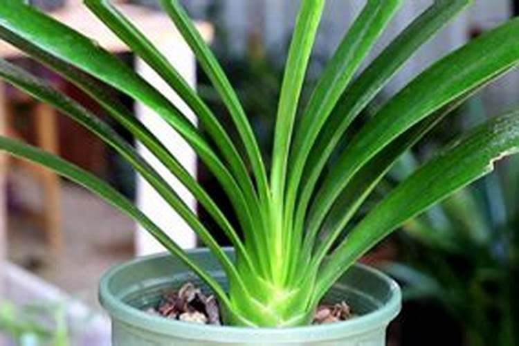 为什么有的冲施肥冲出的水,有冷有温火的,对植物根系有影响吗？百度知 ...