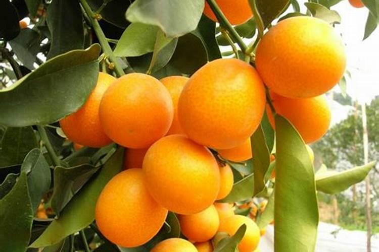 苹果是什么时候生长开花结果