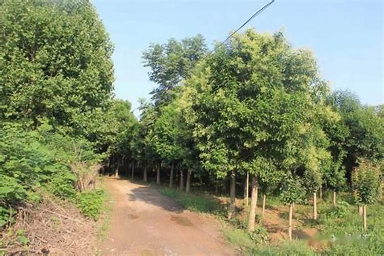 苄氨基嘌呤和芸苔素哪个好