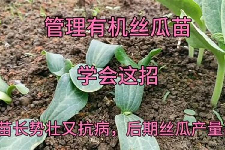 当葡萄用硫酸钾过量时,应该怎么办？