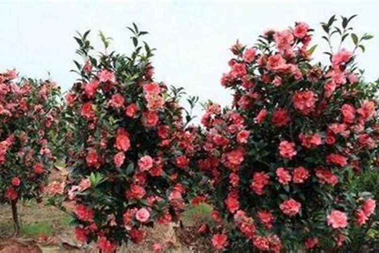 茶花一年四季施肥技巧