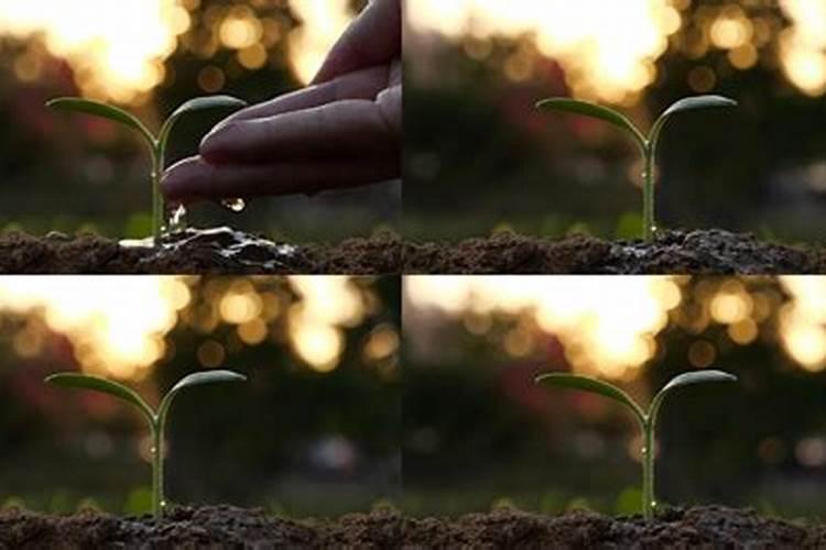 葡萄小苗用什么肥长得快