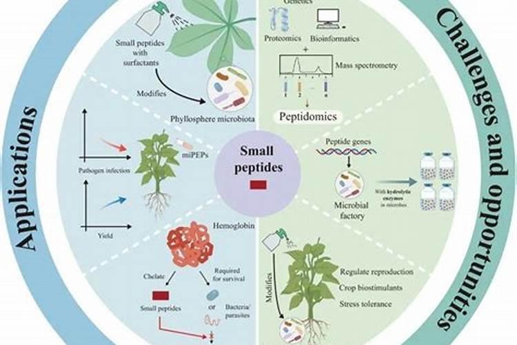 多肽氮肥与多肽尿素的区别