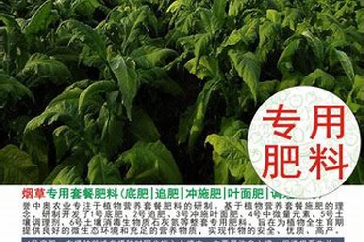 魔芋和烤烟套种可以吗？