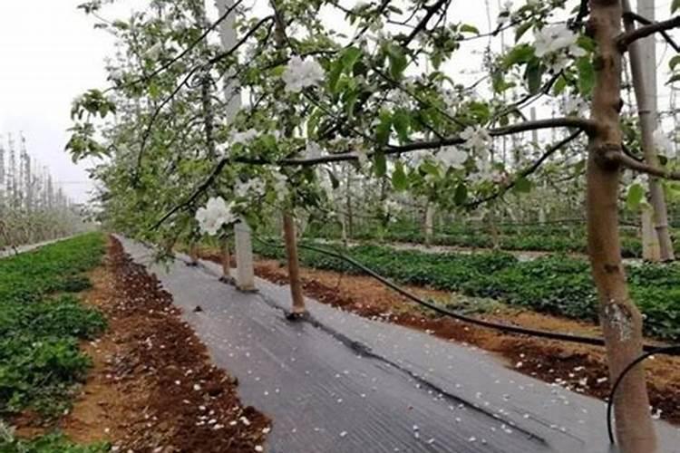 沃柑果树开花时干旱天气久了可以直接淋肥吗？