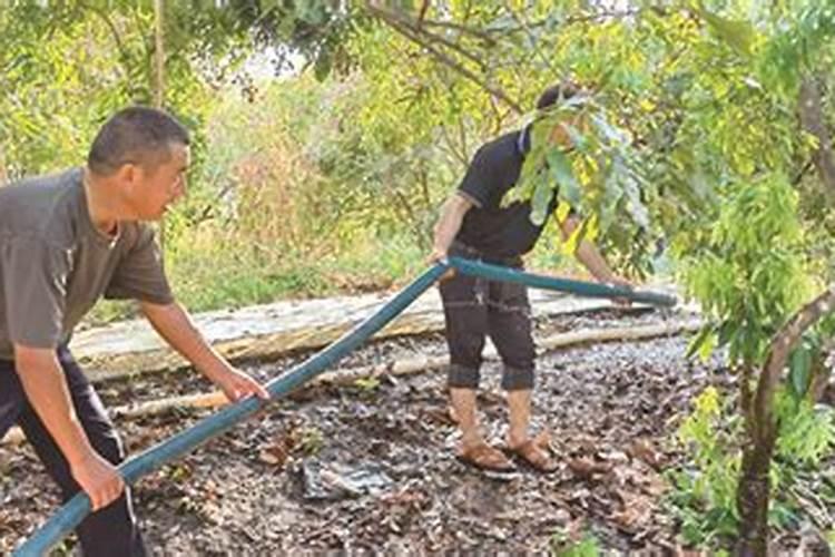 柑橘施肥时间和用量？柑橘叶面肥有哪些？