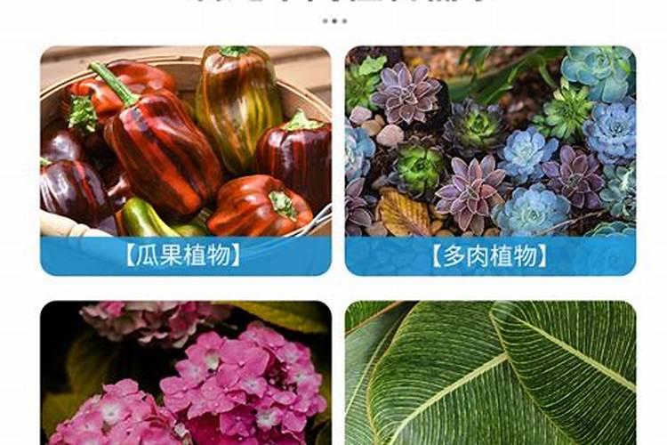 红豆杉施什么肥最好