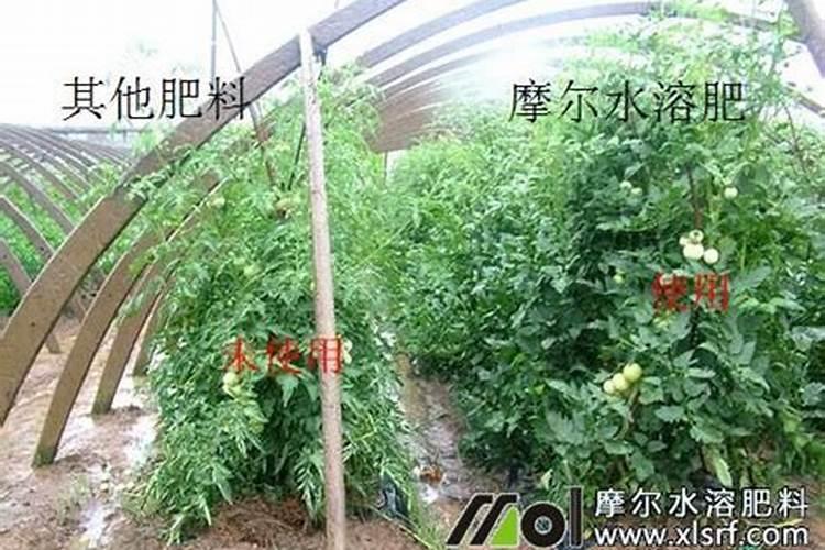 给造型菊青蒿浇水怎样浇