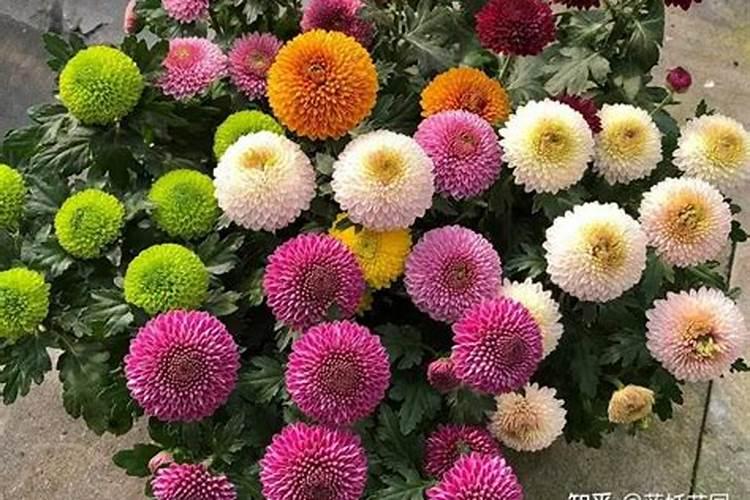 菊花有花苞的时候可以施肥吗