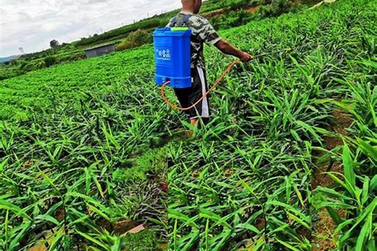 代森锰锌的功效与作用