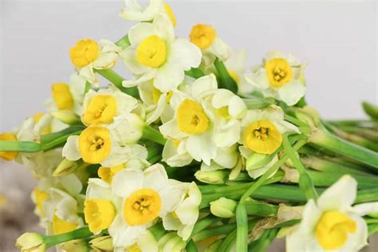 水仙不开花只长叶子怎么办