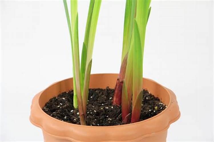 果树打药时间和方法