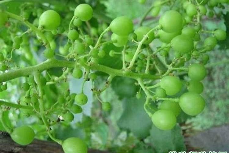 玉米追肥用什么肥好