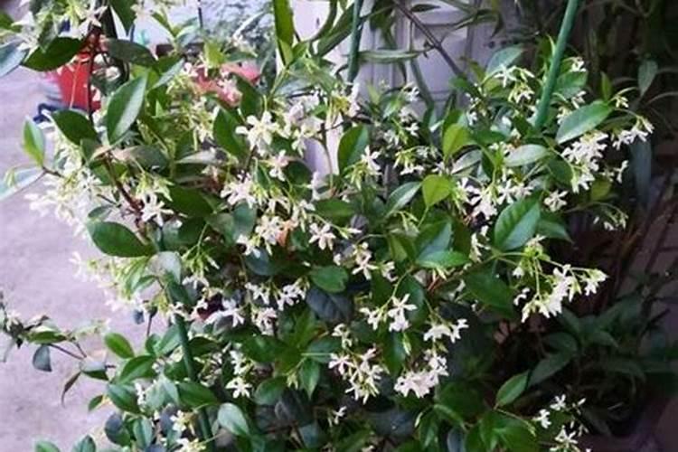 阳台种植油麦菜的方法