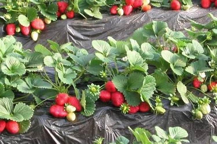 草莓碧护使用方法