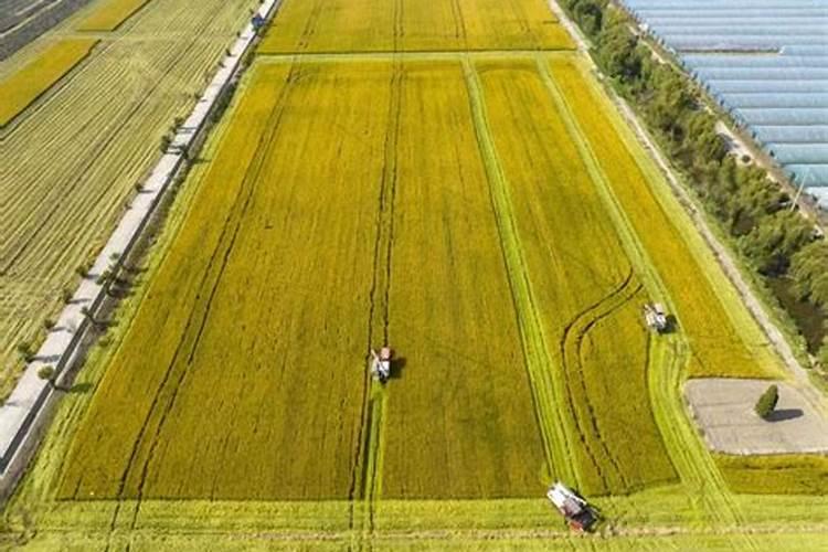 为什么不提倡农作物连作？会有哪些危害呢？