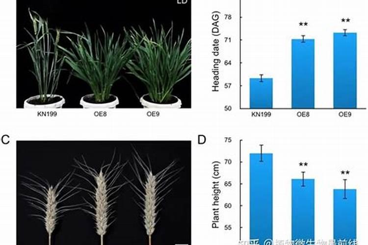 小麦孕穗期,三个管理禁忌,不注意避开,就容易减产