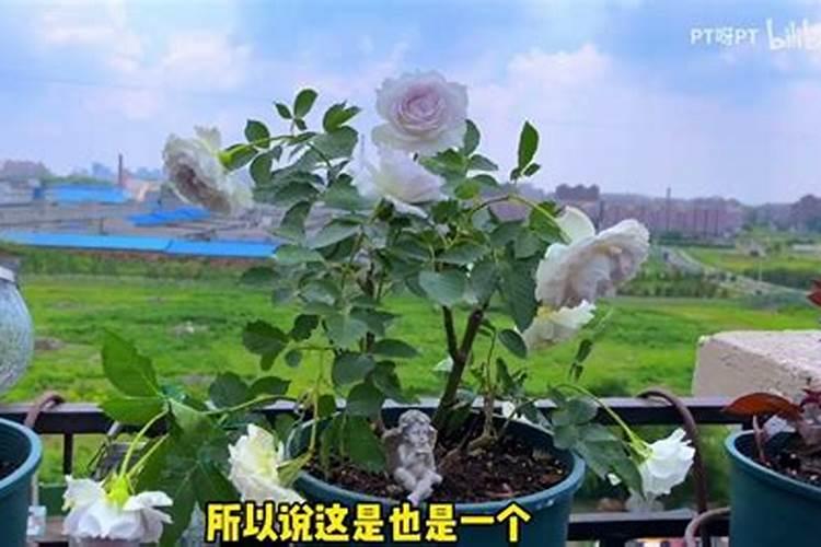 月季在冬季施什么肥好