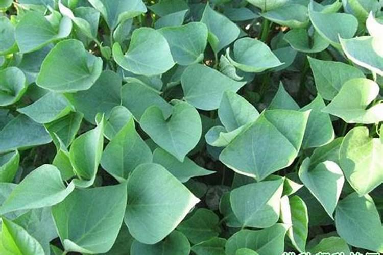 含植物蛋白少的蔬菜有哪些