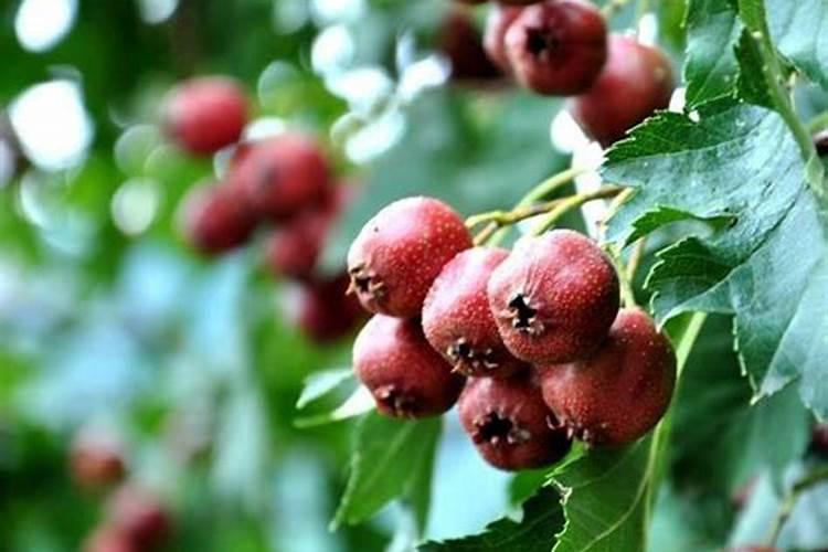 山楂树需要施什么肥,什么时候施肥好