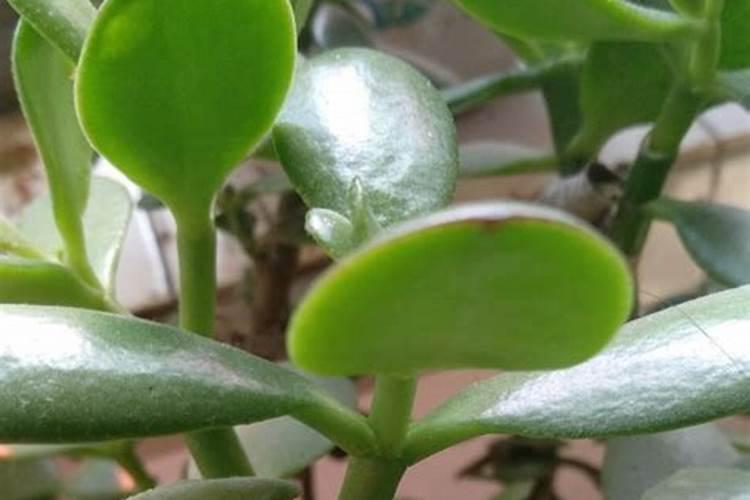 玉米灌浆肥什么时候施