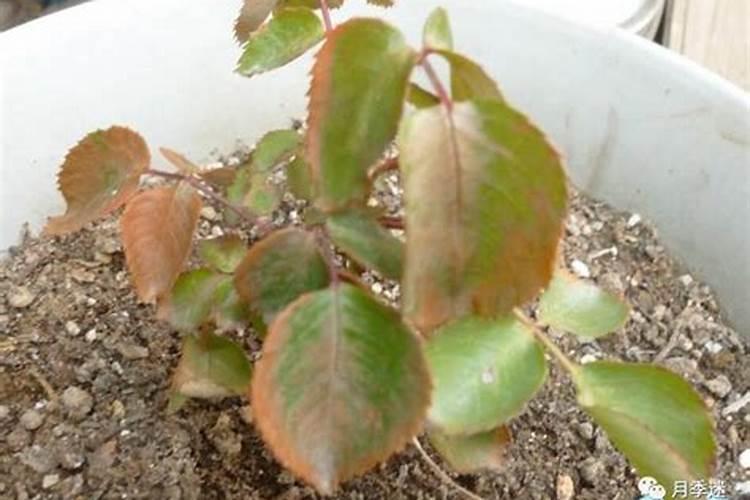 月季缺肥的表现