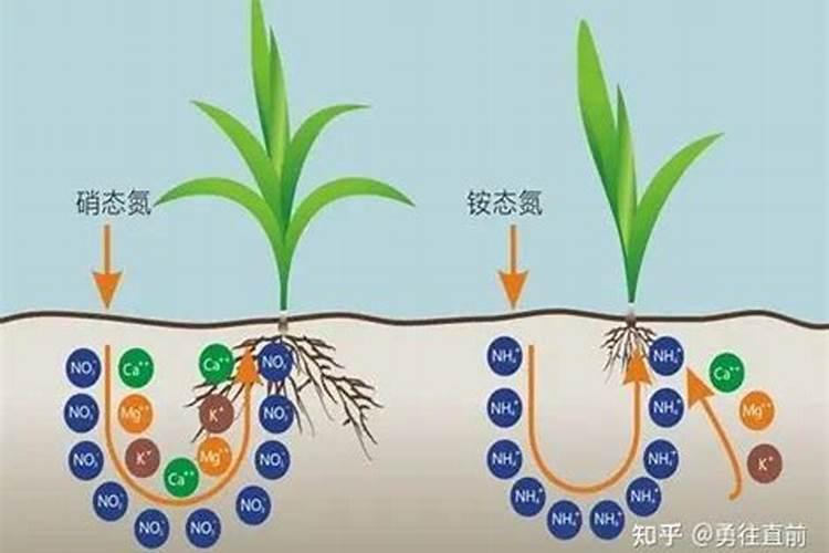 控释肥是什么意思 控释肥和缓释肥的区别