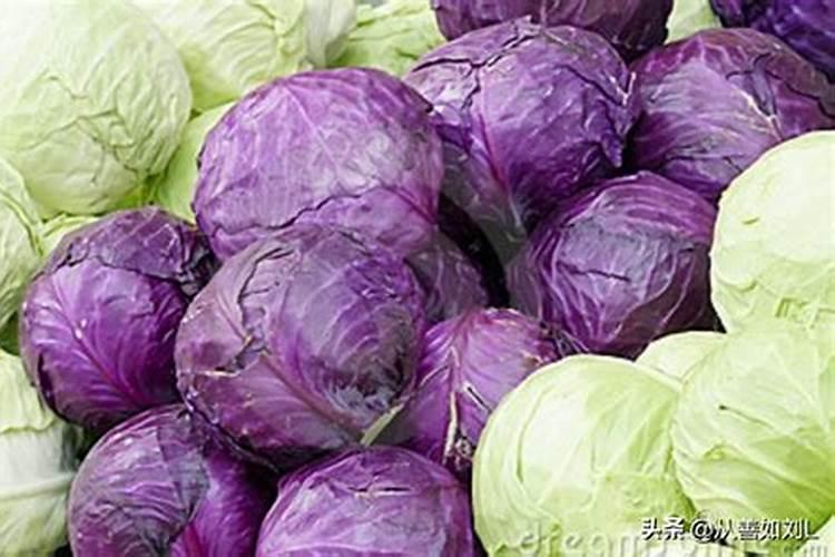 甘蓝菜的施肥方法 如何正确给甘蓝菜施肥