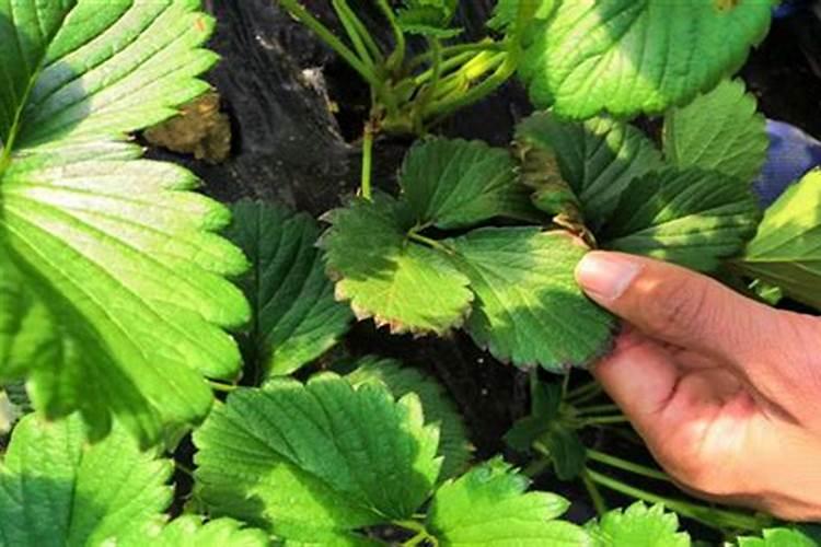 一盆绿萝放几粒复合肥