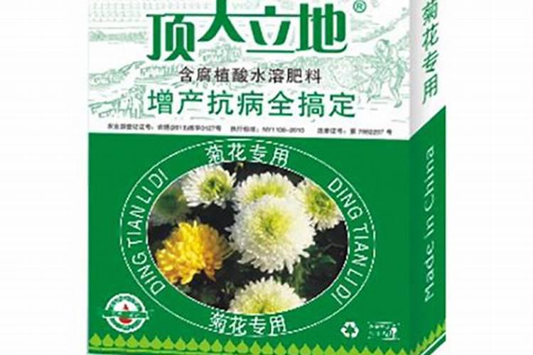 菊花怎么施肥