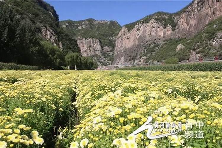 菊花怎么施肥 用什么肥料好