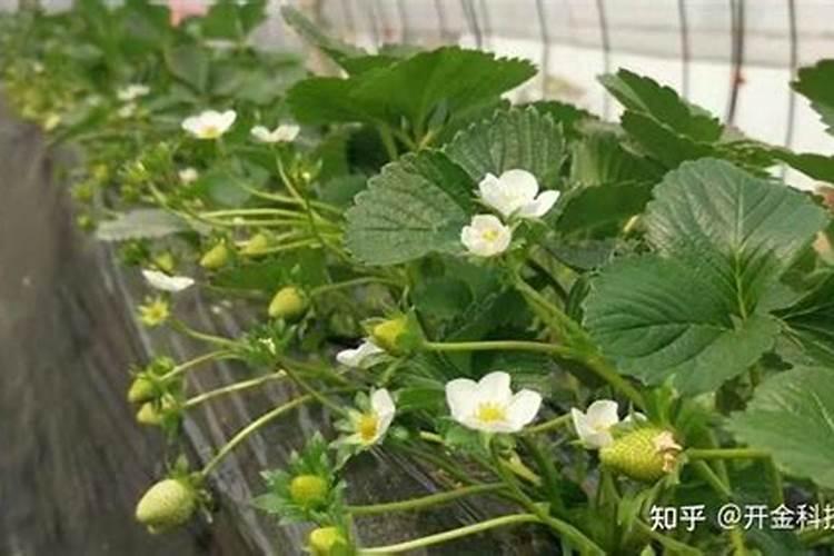 草莓开花结果期施什么肥