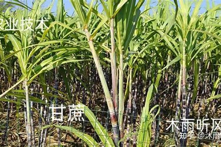 甘蔗施什么肥长得最快