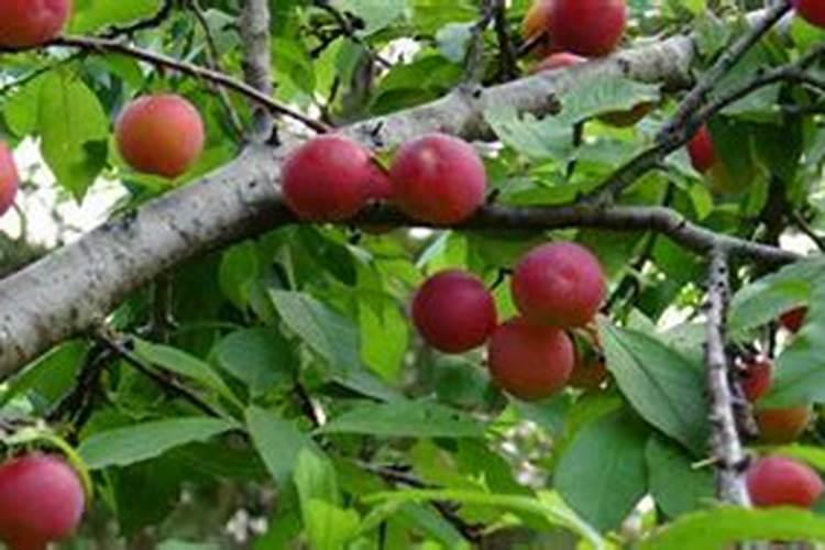 李子开花怎样保花保果