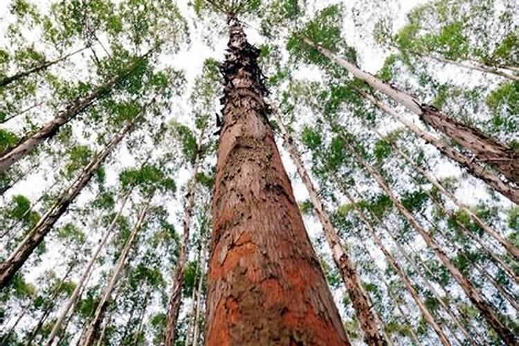 洋葱叶子可以当葱吃吗