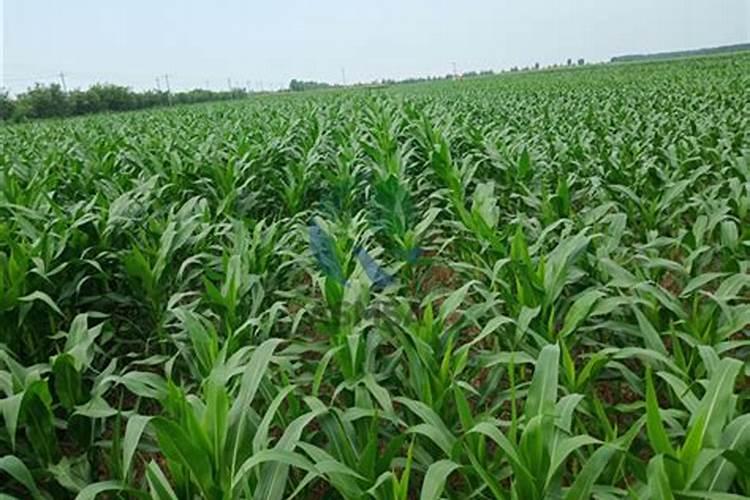 化肥外面的包衣是什么原料